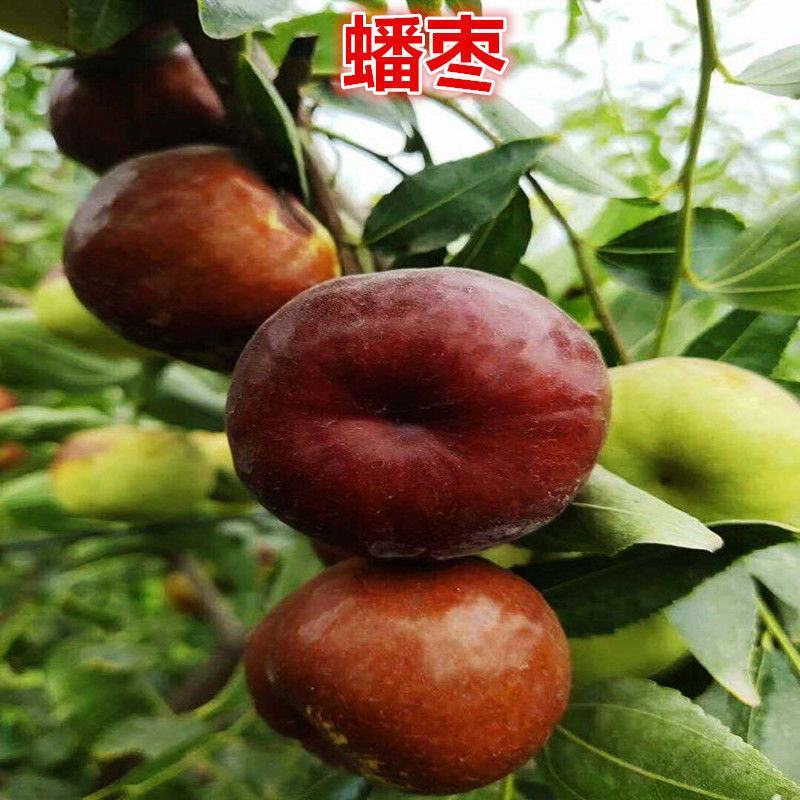 蟠枣树苗，基地直发，现挖现发，当年结果，包技术指导