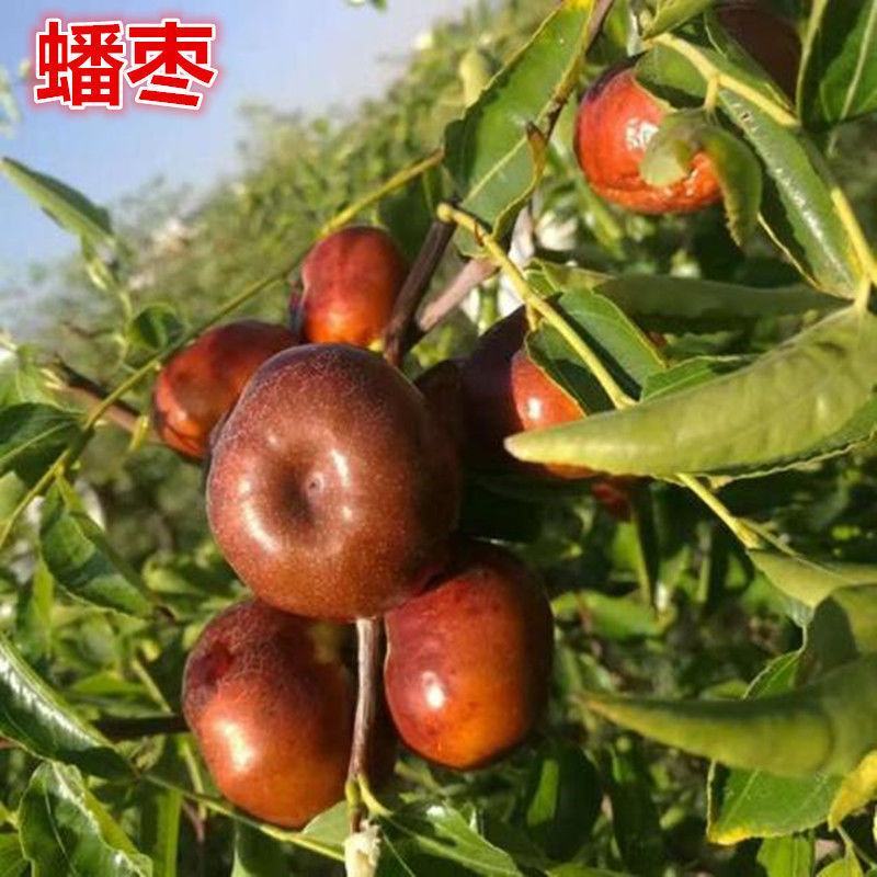 蟠枣树苗，基地直发，现挖现发，当年结果，包技术指导