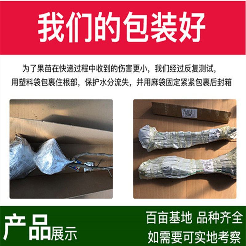 蟠枣树苗，基地直发，现挖现发，当年结果，包技术指导