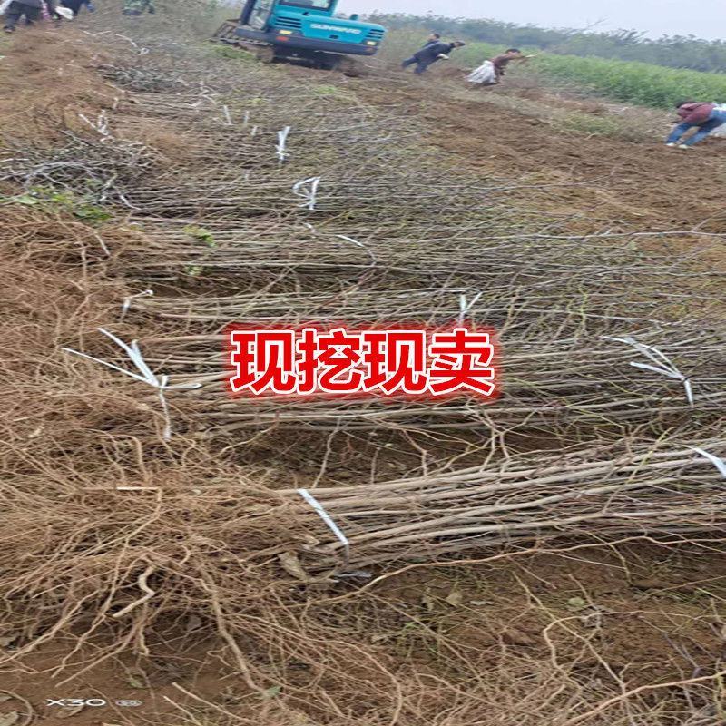 蟠枣树苗，基地直发，现挖现发，当年结果，包技术指导