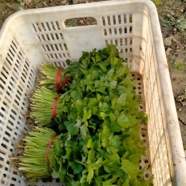 香菜