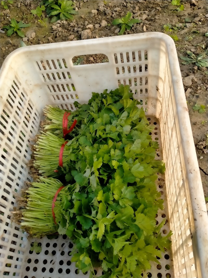 香菜