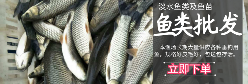 长期大量供应各种规格花鲢鱼苗，质量好，皮毛好。