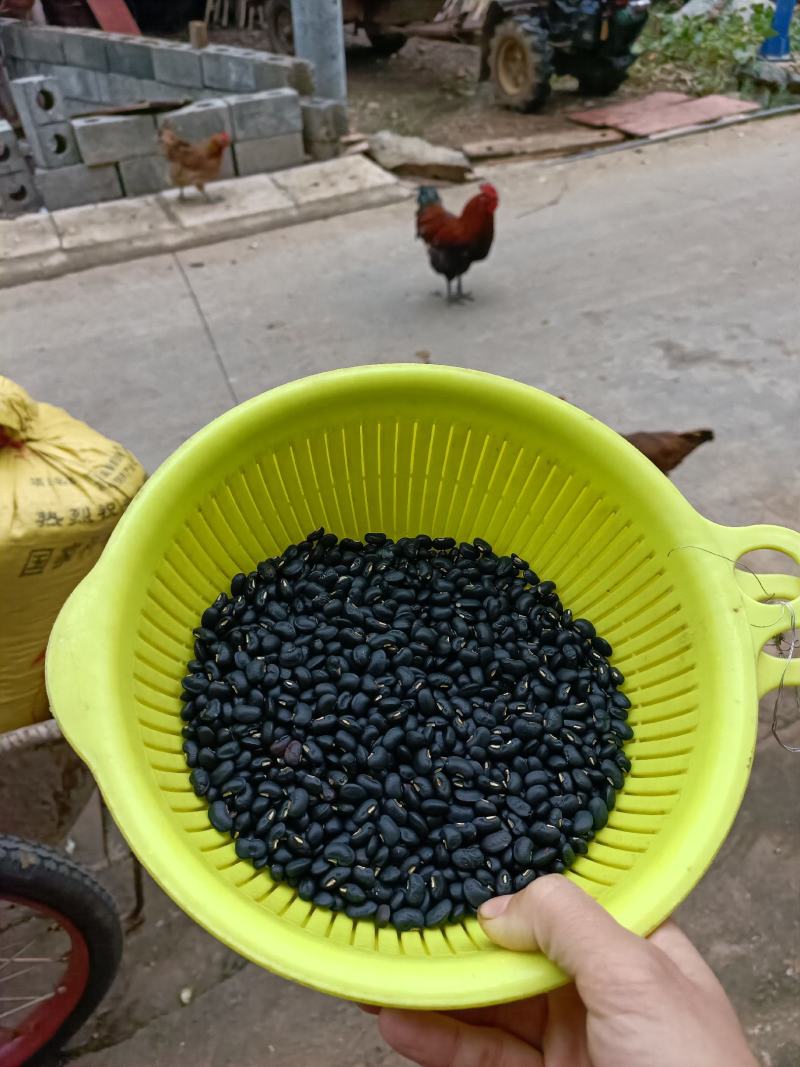 家里种的黑豆，已卖完，静等下一季