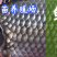 长期大量供应各种规格鲫鱼，质量好皮毛好，一次生意一生朋友