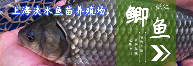 长期大量供应各种规格鲫鱼，质量好皮毛好，一次生意一生朋友
