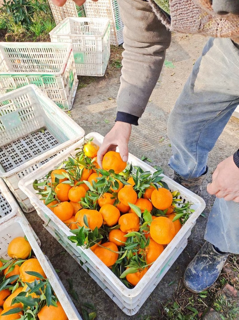 四川自贡荣县万亩柑橘基地爱媛果冻橙碰柑产地直发