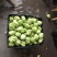 【榨菜】榨菜凌角菜四川产地直供青菜头好货量大从优欢迎订购