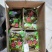 盈棚泡青菜400g×40袋