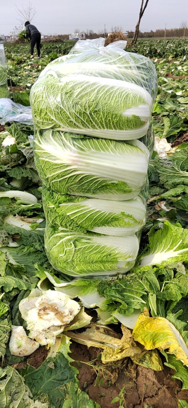 白菜青杂三号净菜耐运输5-67斤诚信商家万亩基地发全国