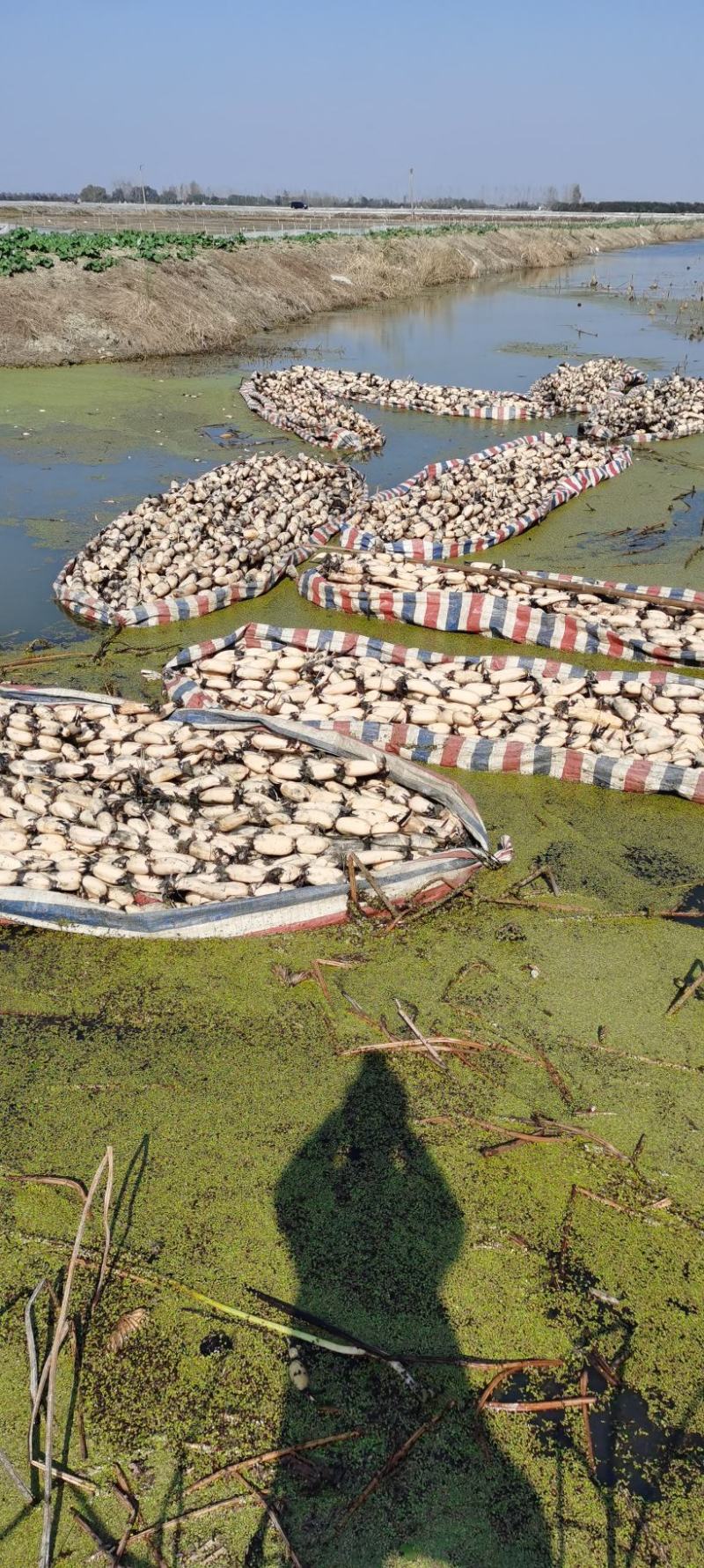 江苏省宝应县大地红三五莲藕白莲藕量大质优价格优惠