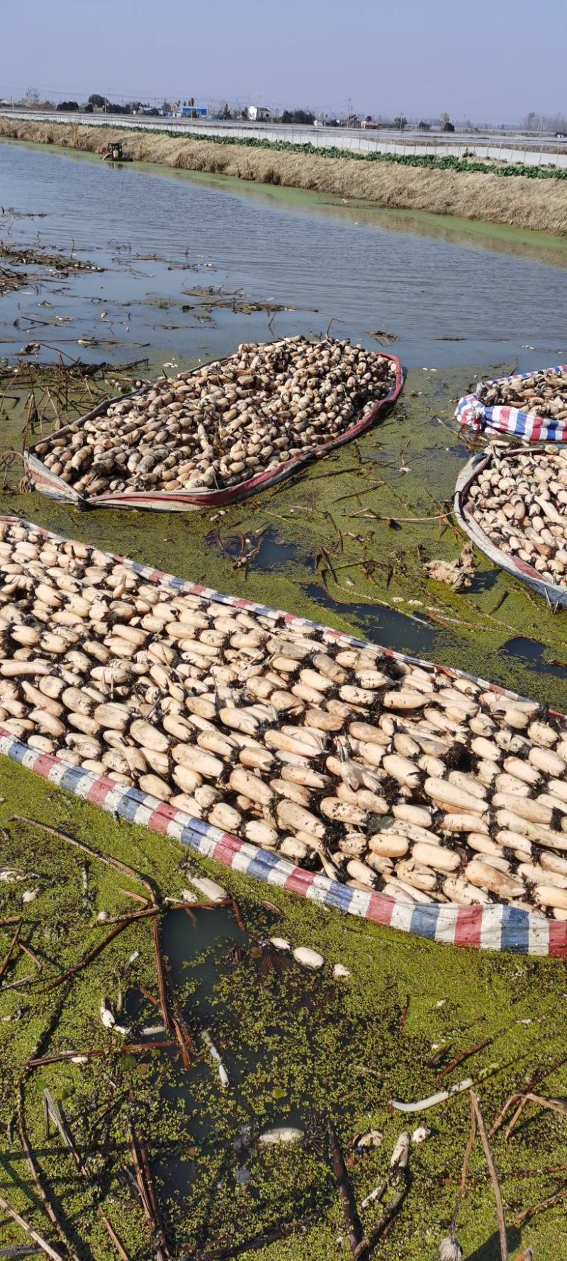 江苏省宝应县大地红三五莲藕白莲藕量大质优价格优惠