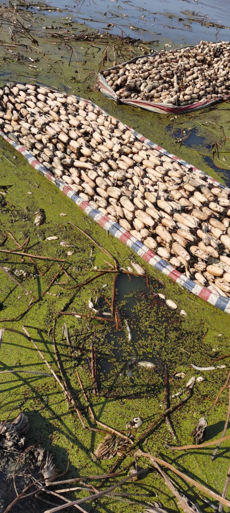 江苏省宝应县大地红三五莲藕白莲藕量大质优价格优惠
