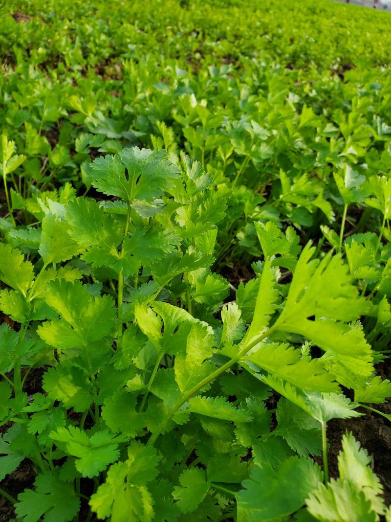 香菜，大叶香菜基地直供大量出货中，质量精品。人禾蔬菜出品