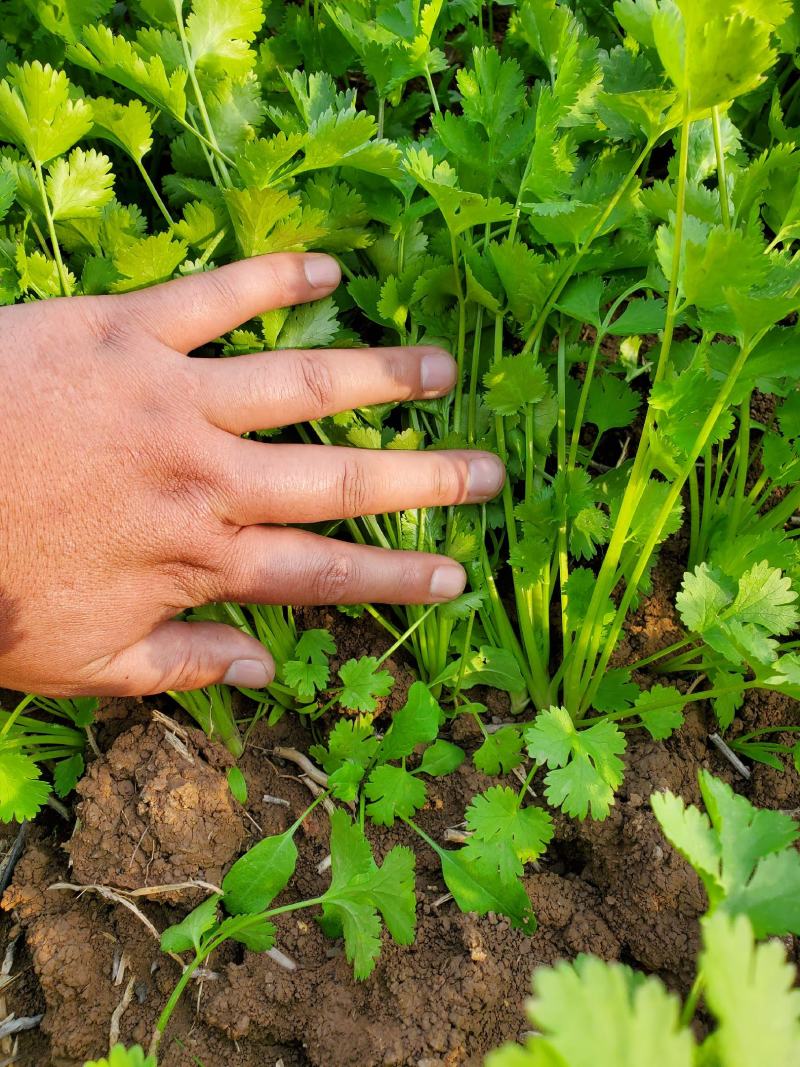 香菜，大叶香菜基地直供大量出货中，质量精品。人禾蔬菜出品