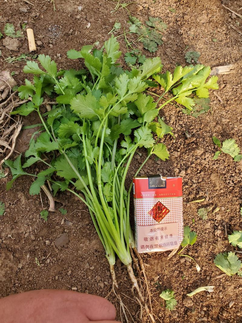 香菜，大叶香菜基地直供大量出货中，质量精品。人禾蔬菜出品
