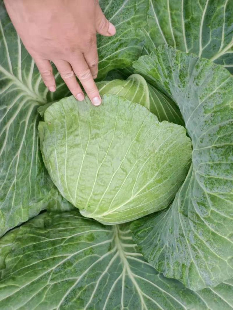 莲花白
