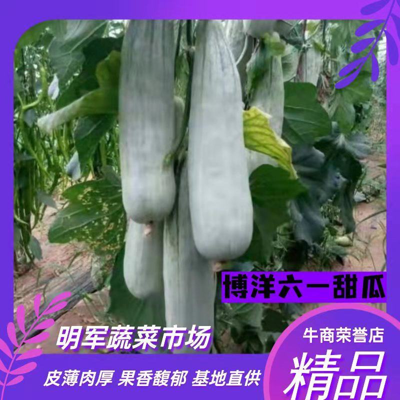 博洋六一甜瓜，皮薄肉厚口感好，水分足，产地直供一手货源