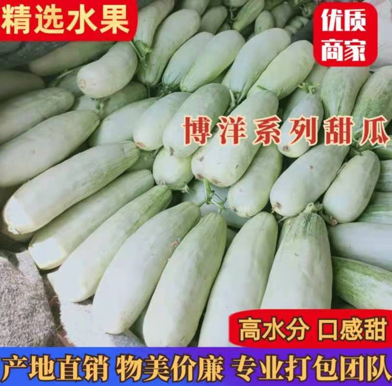 博洋六一甜瓜，皮薄肉厚口感好，水分足，产地直供一手货源