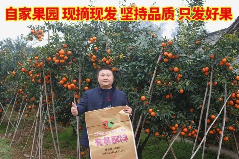 四川资中塔罗科3号血橙8号血橙2号血橙产地直发保证质量