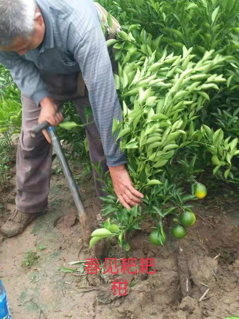 产地春见耙耙柑苗*耙耙柑果树苗保根保湿顺丰发货*耙耙柑苗