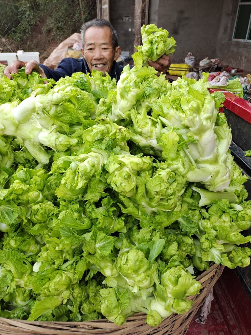 基地儿菜大量供应，质量好价格合理，量大从优