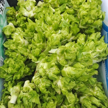 基地儿菜大量供应，质量好价格合理，量大从优