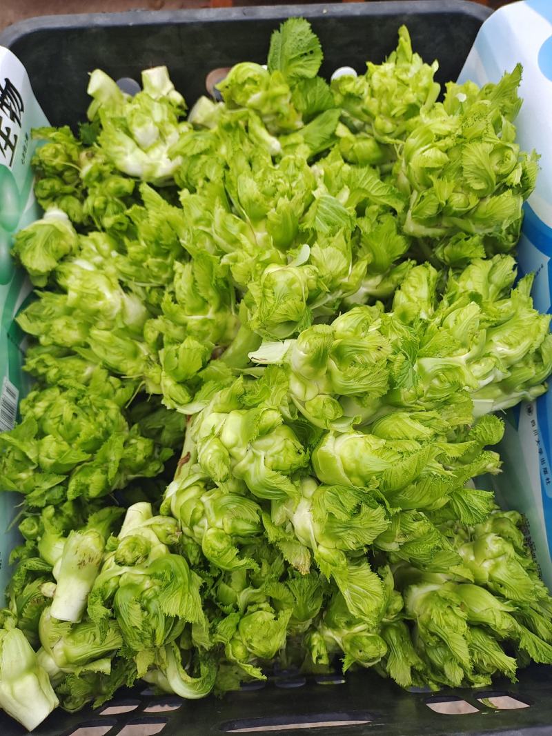 基地儿菜大量供应，质量好价格合理，量大从优