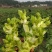 基地儿菜大量供应，质量好价格合理，量大从优