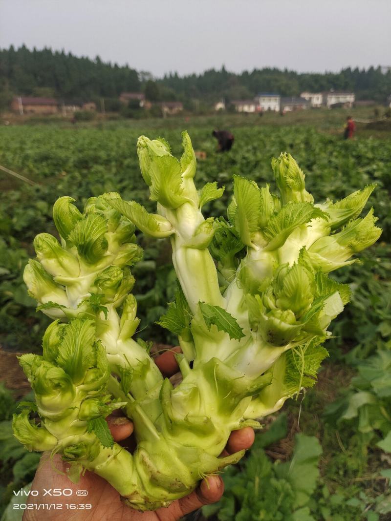 基地儿菜大量供应，质量好价格合理，量大从优