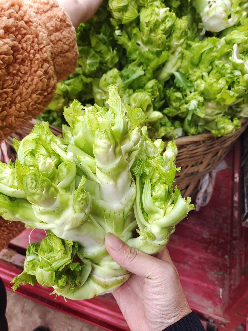 基地儿菜大量供应，质量好价格合理，量大从优