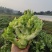 基地儿菜大量供应，质量好价格合理，量大从优