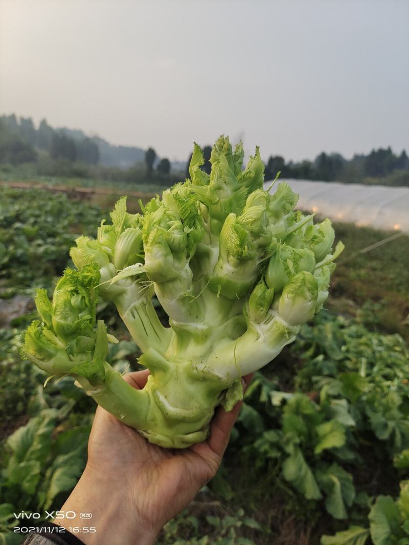 基地儿菜大量供应，质量好价格合理，量大从优