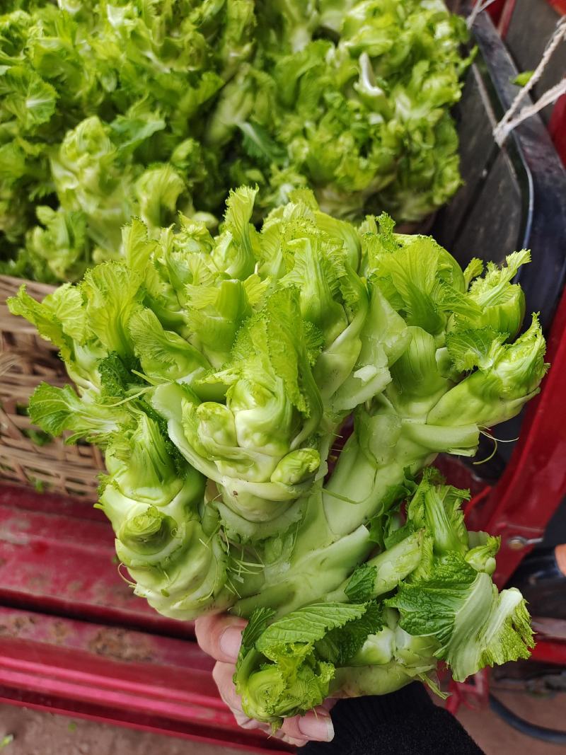 基地儿菜大量供应，质量好价格合理，量大从优