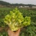 基地儿菜大量供应，质量好价格合理，量大从优
