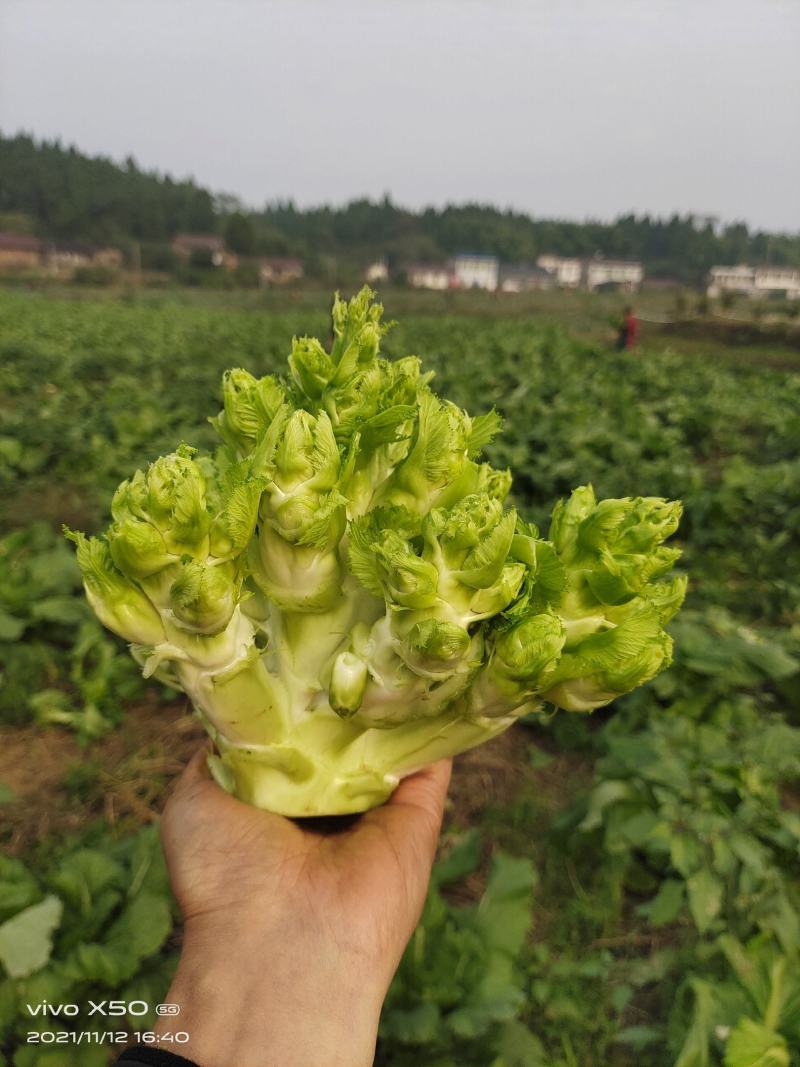 基地儿菜大量供应，质量好价格合理，量大从优