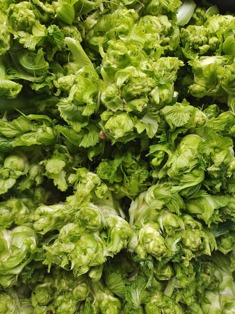 基地儿菜大量供应，质量好价格合理，量大从优