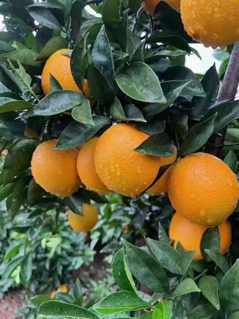 应当季水果园直发现摘现发脐橙越看越想吃我等哦