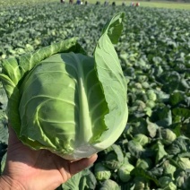 新野县联赢蔬菜供应链绿旺、108甘蓝大量上市