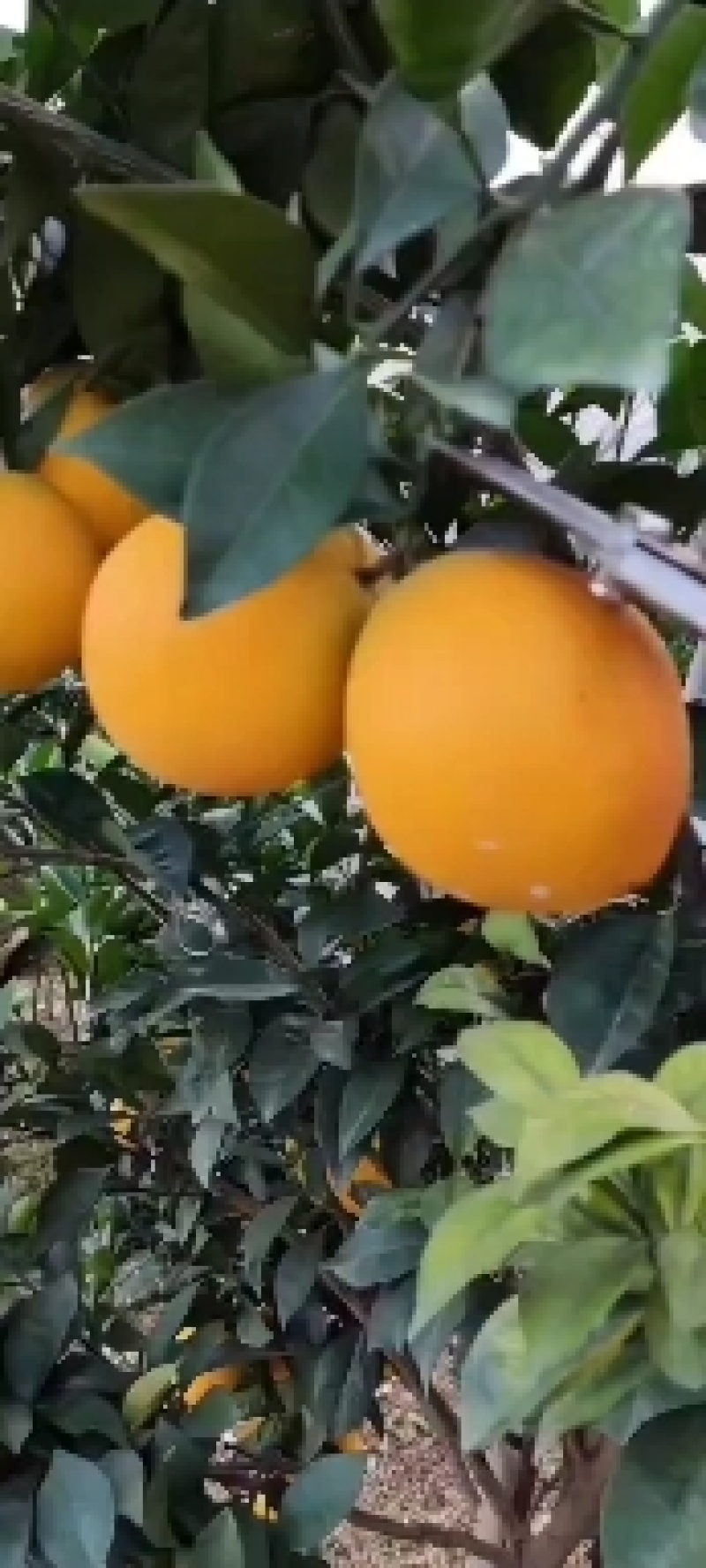 应当季水果园直发现摘现发脐橙越看越想吃我等哦
