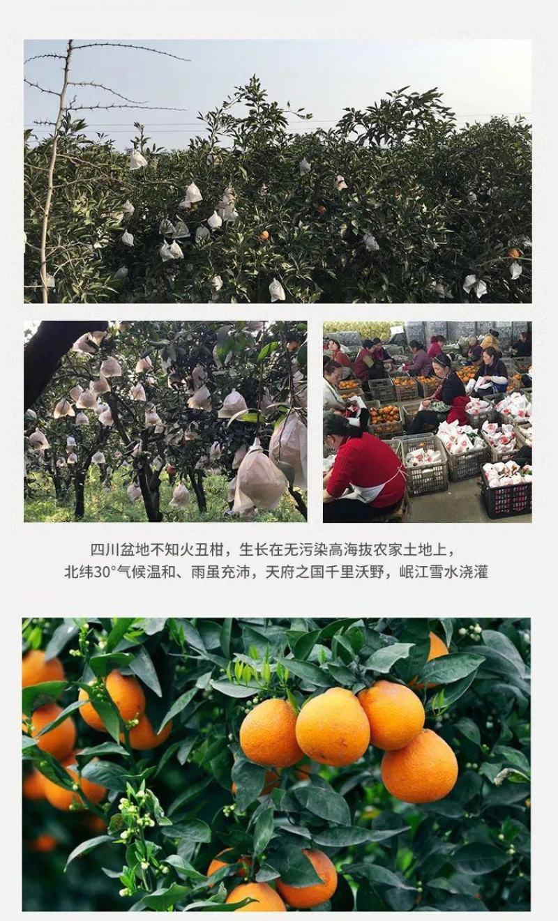 四川正宗不知火丑橘电商市场货桔子柑橘新鲜孕妇高次果批发
