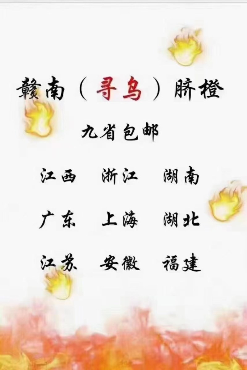 应当季水果园直发现摘现发脐橙越看越想吃我等哦
