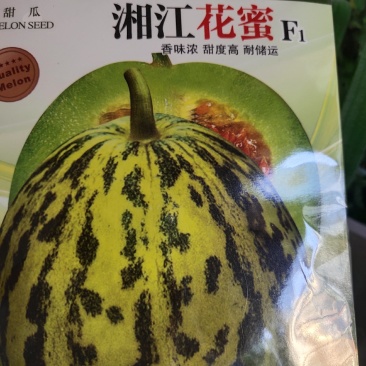 湘江花蜜甜瓜种子，薄皮瓜甜，香味浓