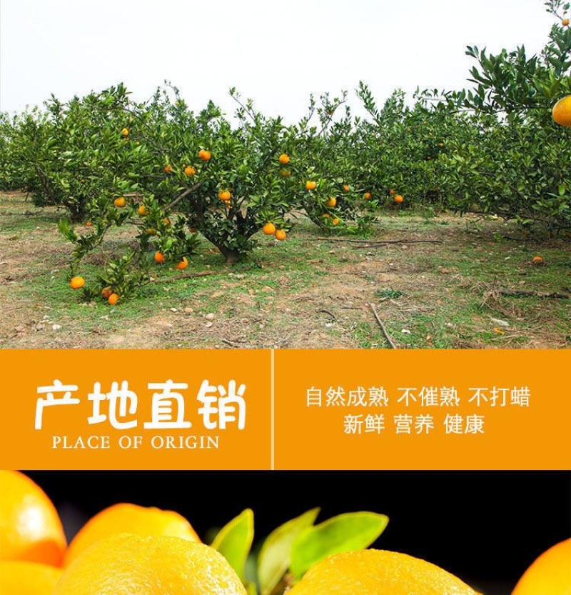 正宗赣南脐橙江西产地赣州脐橙当季新鲜手剥甜橙橙子果园现摘