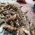 贵州精品白首乌基地直供物美价廉全国代发欢迎下单选购