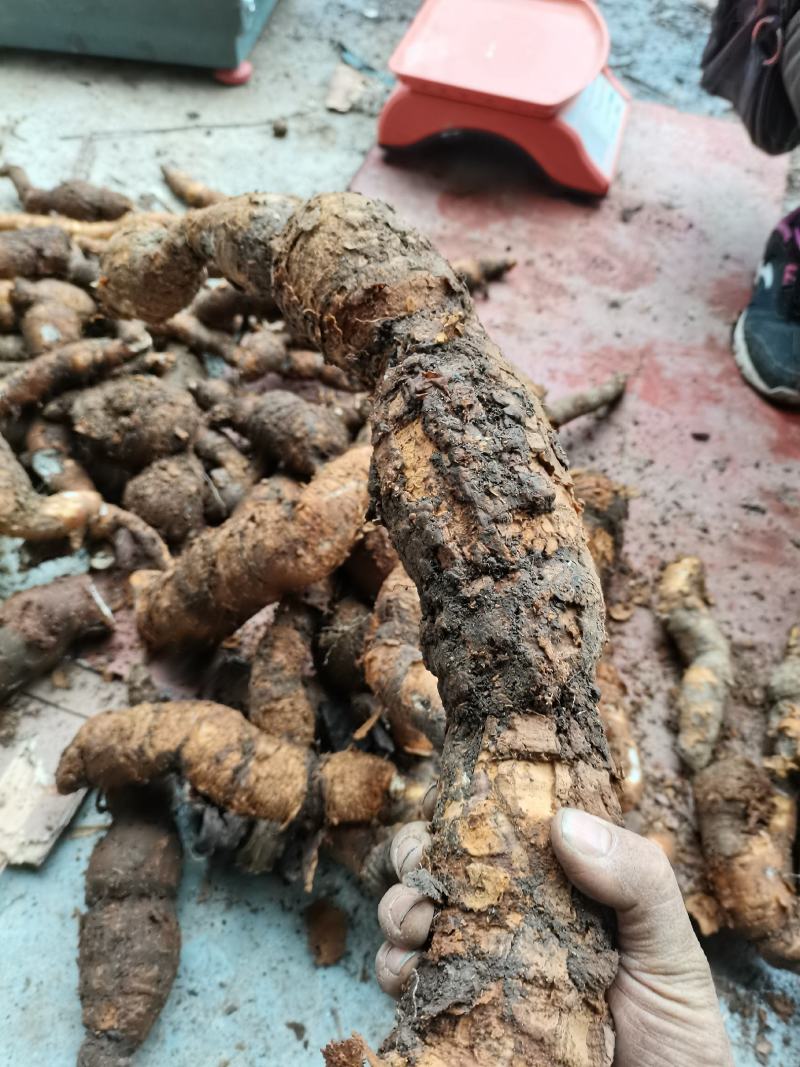 贵州精品白首乌基地直供物美价廉全国代发欢迎下单选购