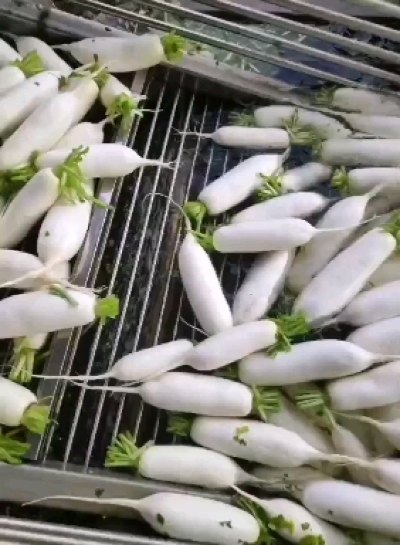 白萝卜，萝卜，韩国萝卜，条型好，颜色白…………