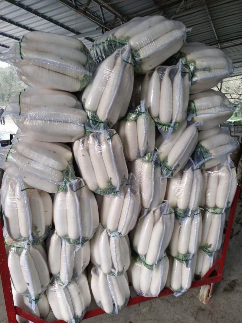 白萝卜，萝卜，韩国萝卜，条型好，颜色白…………