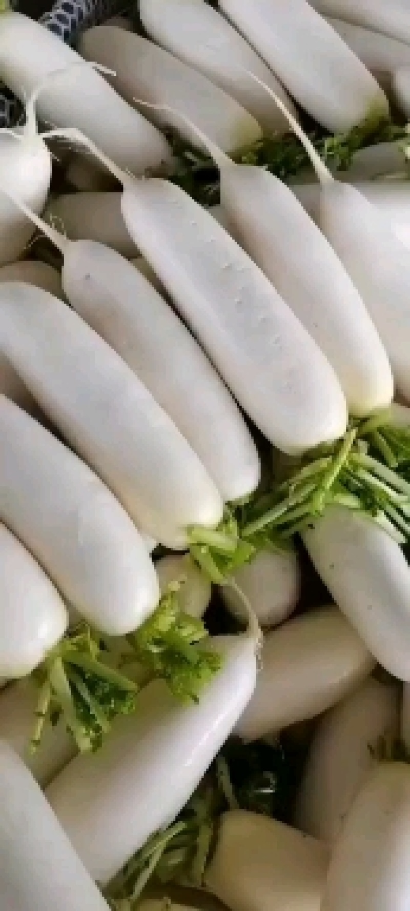 白萝卜，萝卜，韩国萝卜，条型好，颜色白…………