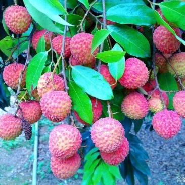 桂味荔枝苗带有桂花香味核小嫁接苗苗子漂亮